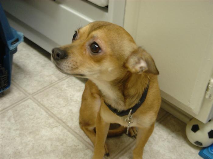 Chihuahua Mix Pinscher